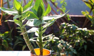 富贵竹怎么扦插 富贵竹怎么扦插水培