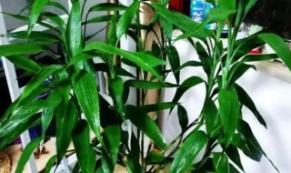 富贵竹怎么用生根粉(富贵竹可以使用生根粉吗)