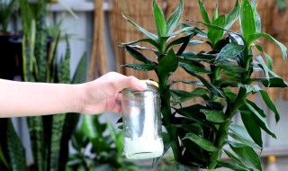富贵竹怎么换水 富贵竹怎么换水?