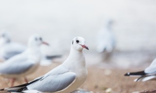 鸽子蛋煮多久才能熟 鸽子蛋煮几分钟才能煮熟呢