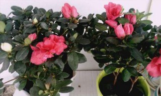 怎样给有花苞的杜鹃施肥（杜鹃有花苞了怎么施肥）