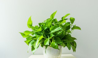 怎么水培植绿萝绿萝水培植的方法 如何水培绿箩