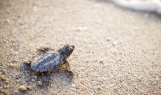 巴西龟水肿要怎么养 巴西龟水肿怎么治疗方法
