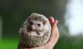 刺猬要怎么养（刺猬要怎么养活）