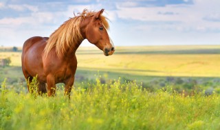 马要怎么养才不会跑 短跑马怎么养