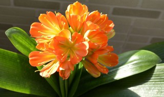 君子兰要怎么养 君子兰要怎么养活