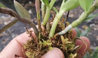 阳台怎样种石斛（怎么种石斛在家里盆栽）