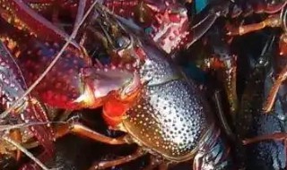 小龙虾如何养殖 小龙虾如何养殖?小龙虾养殖技术大全