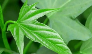 怎么在阳台种番薯叶 阳台种红薯叶新方法
