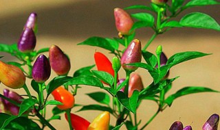 如何种好五彩菽 平菽怎么种