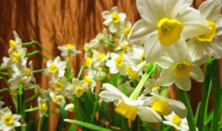 水仙花水培方法（水仙花水培方法图解）