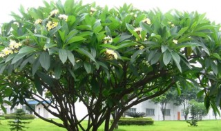 鸡蛋树怎么种 鸡蛋树怎么种的
