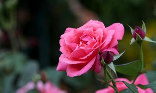 阳台种藤本月季方法(适合在阳台上养的藤本月季)