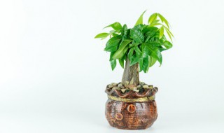 家里适合放什么大盆栽 家里面一般放什么盆栽