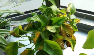 绿萝发黄怎么办（绿萝发黄怎么办原因）