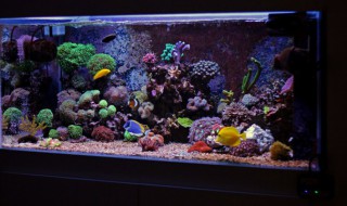 家里放什么镇宅效果好 镇宅在家里摆放什么好