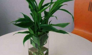 富贵竹水培怎么养殖 富贵竹水养技巧