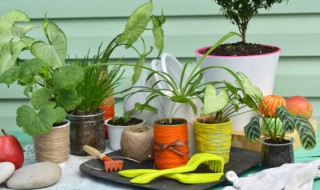 家里放植物有什么讲究 家里忌讳摆放的植物