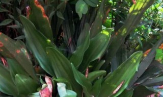 万年青如何种植好（怎样养殖万年青）