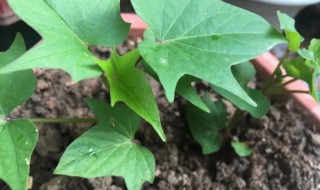 怎么在阳台种红薯叶（阳台种红薯的方法）