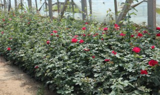 南方月季冬季要剪枝吗（南方月季需要冬剪吗）
