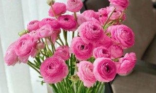 洋牡丹怎么醒花 洋牡丹怎么醒花方法