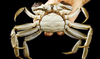 蒸箱蒸螃蟹要多长时间 蒸箱蒸螃蟹要多长时间蒸的个数多要多长时间