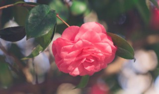 怎样让鲜花保存时间长（怎样让鲜花保存时间长一点）