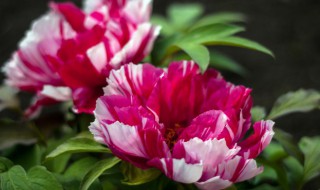 牡丹花怎样管理（牡丹花怎样管理,和修理?）