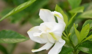 栀子花花期 栀子花花期多长时间一年开几次花