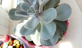 紫珍珠什么时候开花（紫珍珠花期）