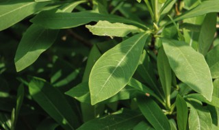 结香花什么时候开花（结香花什么时候发芽）