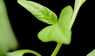 栀子花什么时候长花苞 大叶栀子花什么时候长花苞