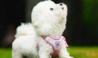 比熊吃蔬菜需要煮熟吗（比熊能吃煮熟的生菜吗）