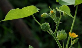 苘麻怎么种（苧麻种植技术）