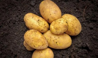 土豆的沙土保存方法（土豆放在沙土里储存）