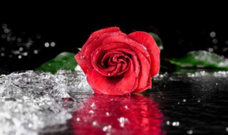 玫瑰多少朵代表什么意思 玫瑰几朵花代表的意思