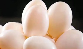 鸽子蛋的保存方法 鸽蛋如何保存