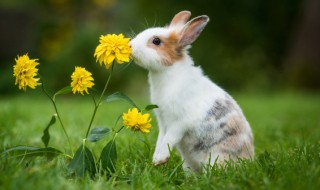 野外养殖兔子应该注意什么 野养兔子要注意什么