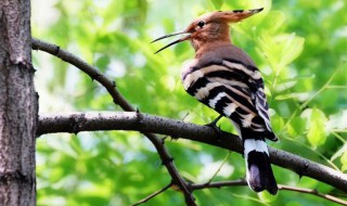 啄木鸟的养殖方法和注意事项 啄木鸟饲养方法