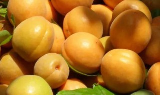 鲜杏保存方法（杏的保鲜方法）