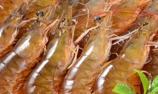 观赏虾的养殖方法和注意点（观赏虾虾怎么养）