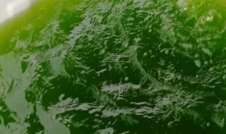 冬季养殖小球藻注意事项（冬季怎么培养小球藻）