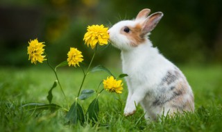 养殖兔子需要注意什么 养殖兔子要注意哪些