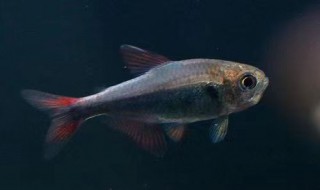 红翅鱼的养殖方法和注意事项（红尾鱼怎么养殖技术）