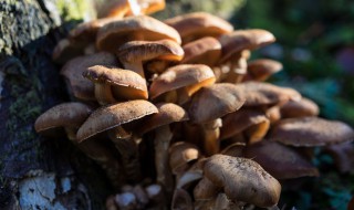 红菇保存方法 红菌菇怎么保存