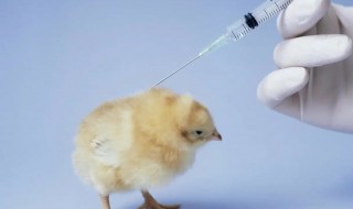 鸡疫苗的保存方法 鸡用疫苗打开后能保存多久