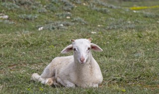 养殖业养羊的注意事项 养羊注意哪些事项