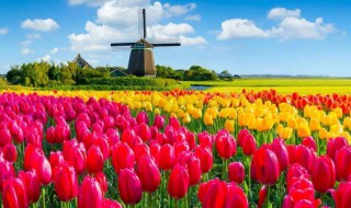 荷兰种植郁金香最多的城市是哪里（荷兰种植郁金香的有利条件）