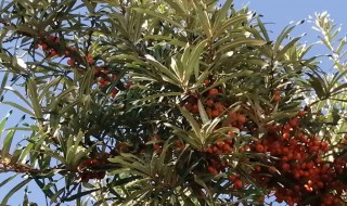 沙棘果树种植方法 沙棘果树的种植与防治